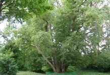 Penkiolikakamienė liepa Penkiolikakamienė liepa