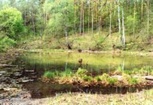 Šaltinis „Karalienės liūnas” Šaltinis "Karalienės liūnas"