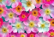 GĖLIŲ ĮPAKAVIMAS gėlės