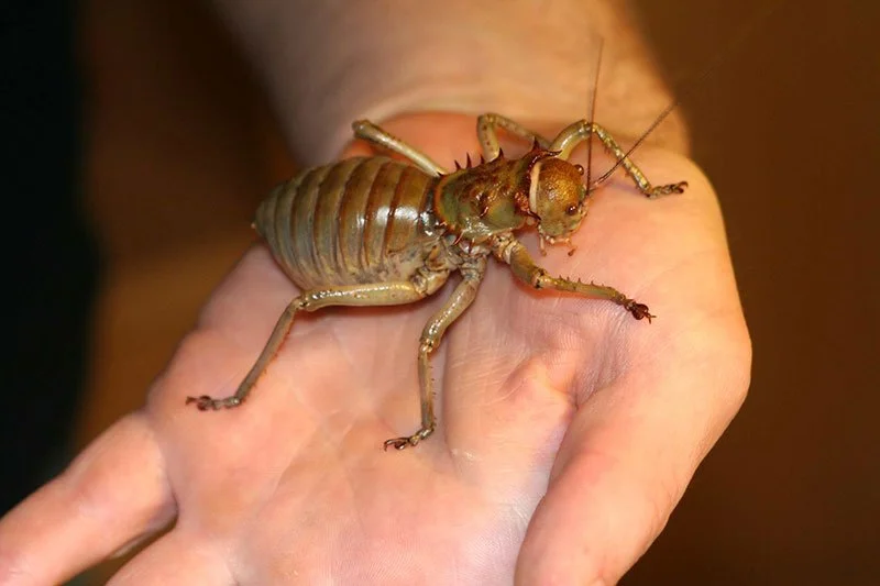 Acanthoplus discoidalis