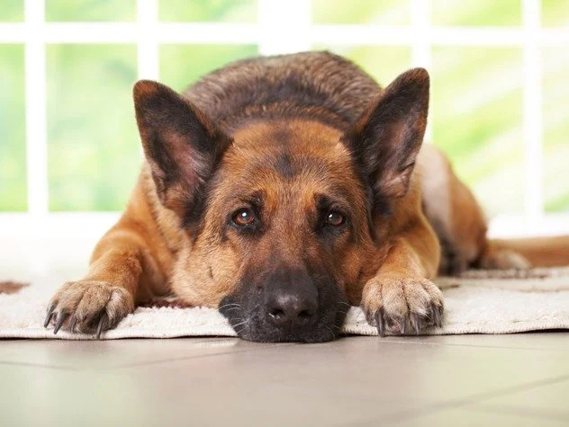 8drambliai veterinarijos klinika