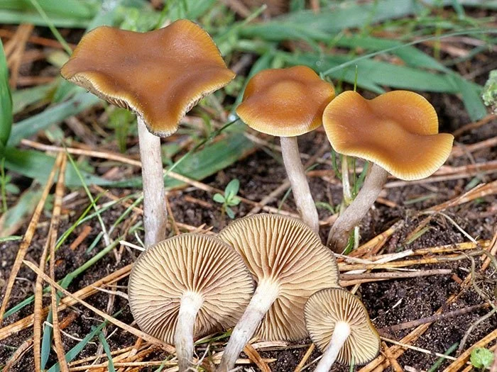 Glotniagalvės (Psilocybe)