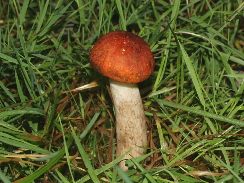RAUDONVIRŠIS