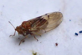 2.2.1 pav. Kriaušinė blakutė