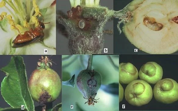 2.1.6 pav. Obuolinio pjūklelio: a – suaugėlis; b – kiaušinis ant vaisiaus užuomazgos; c – lerva vaisiuje; d – pakenktas vaisius su pjūklelio išlindimo anga; e – pakenktas vaisius, matomos pjūklelio lervos padarytos landos vaisiaus paviršiuje; f – pakenkti vaisiai, matomos užgijusios pjūklelių padarytos žaizdos;