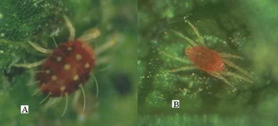 2.1.2 pav. Rausvoji sodinė erkė: a – patelė; b – patinėlis;